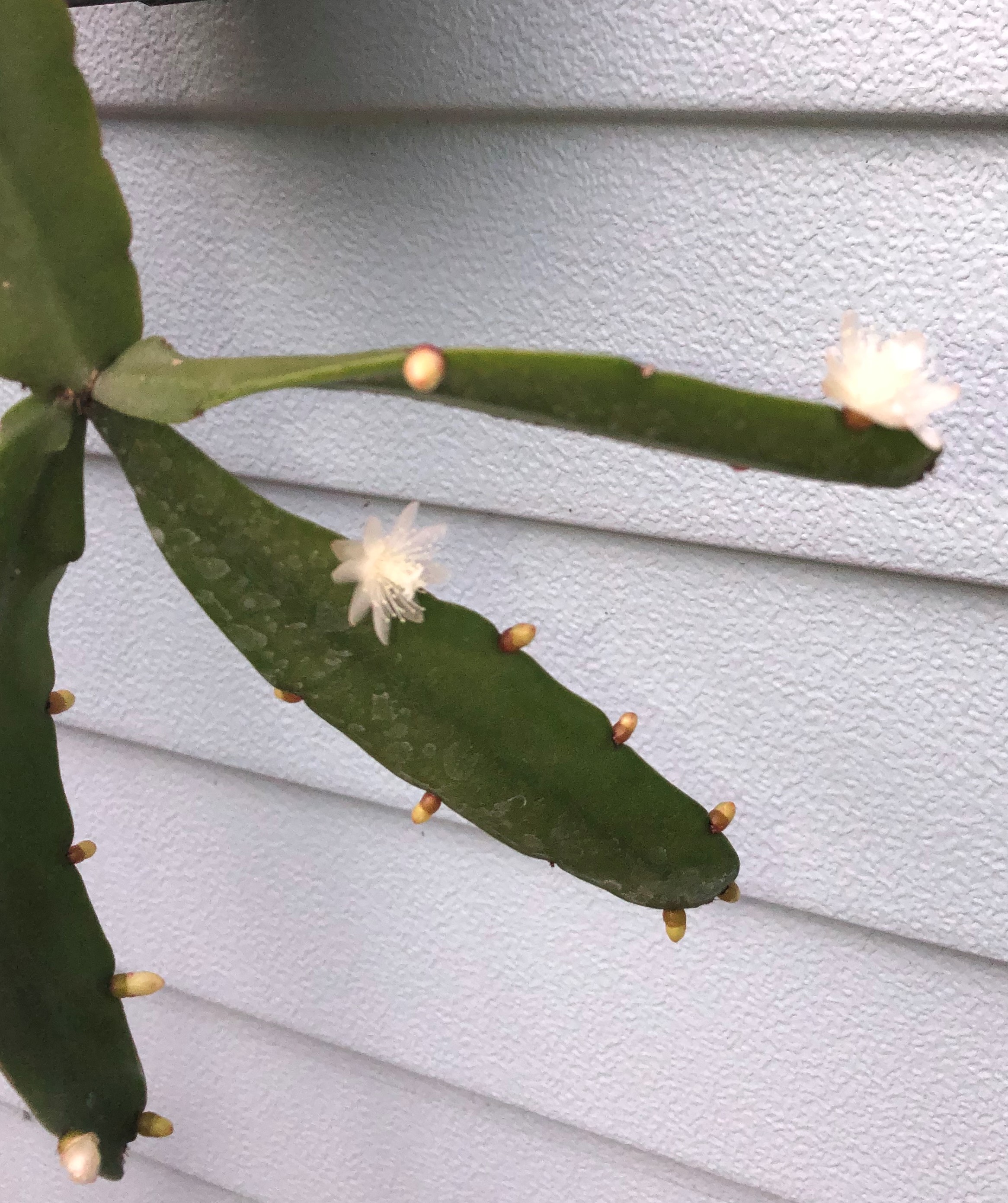 http://www.cloudjungle.com/cloudjungle/Cactaceae/Rhipsalis/rhipsalis rio cascade 3.jpg